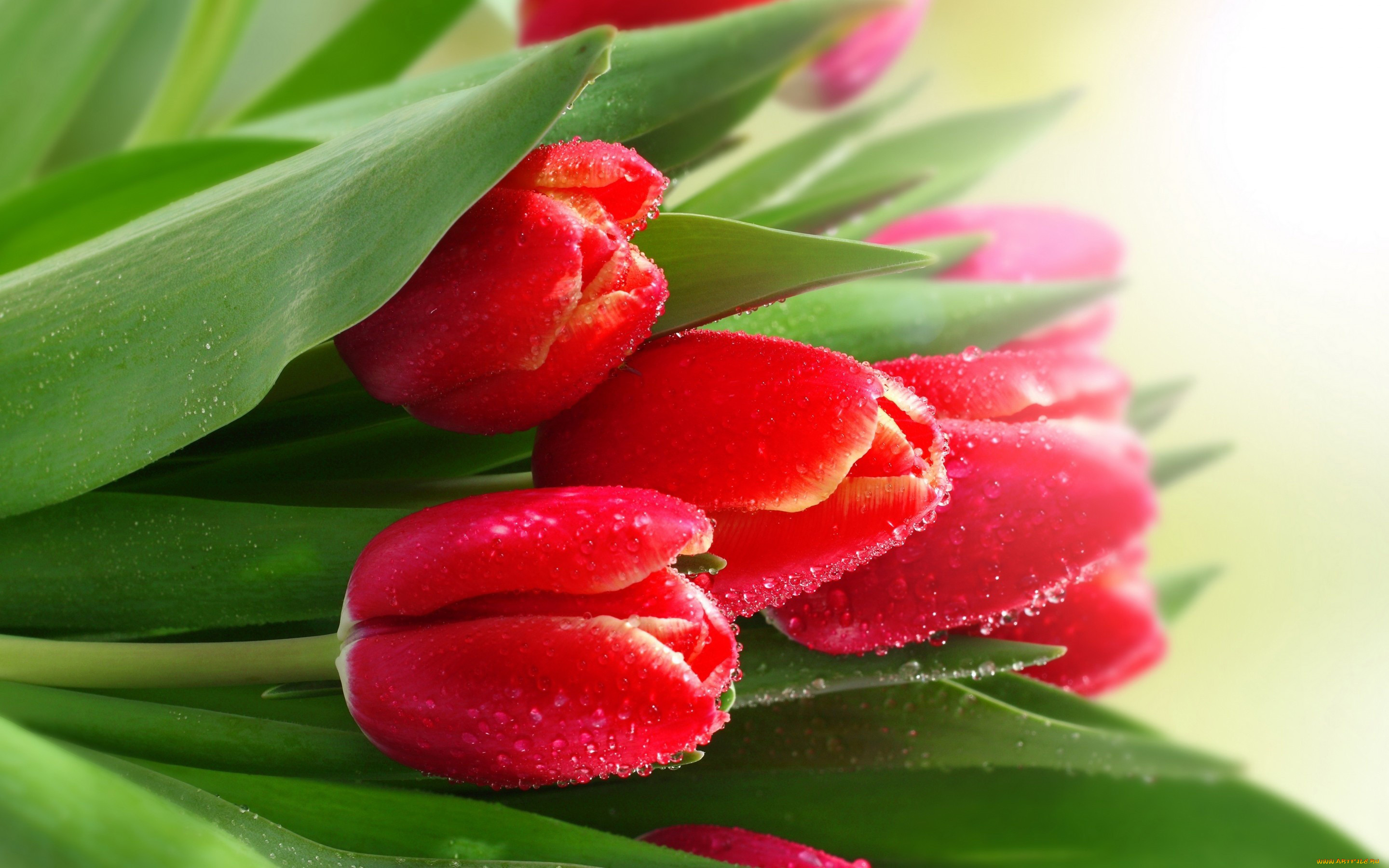 Тюльпаны на рабочий стол телефона. Красивые тюльпаны. Весенние цветы тюльпаны. Красные тюльпаны.